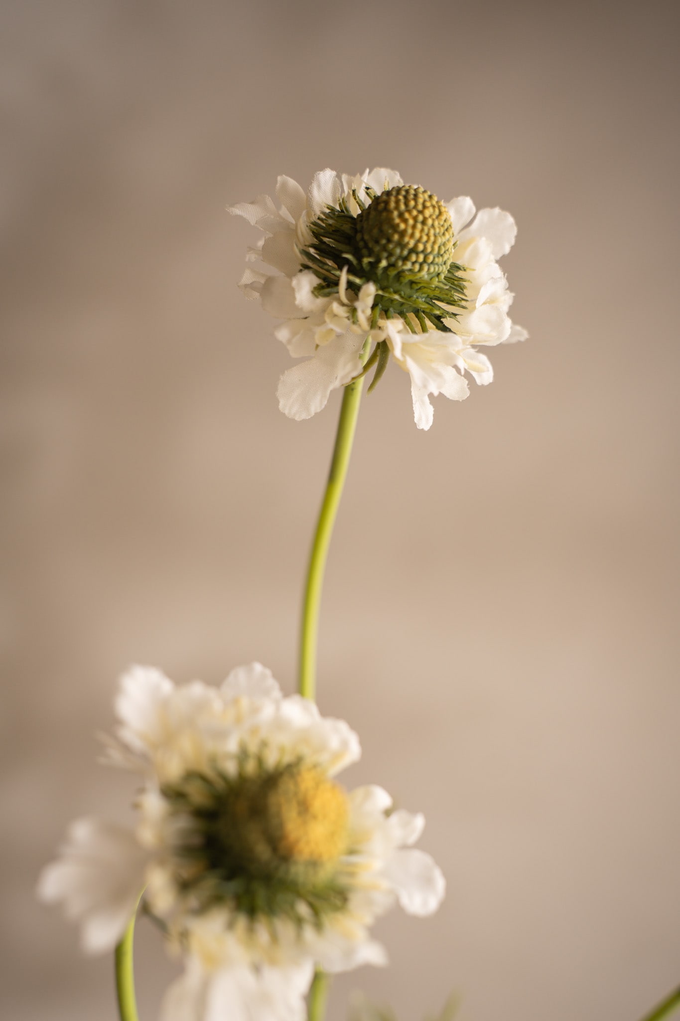 Scabiosa