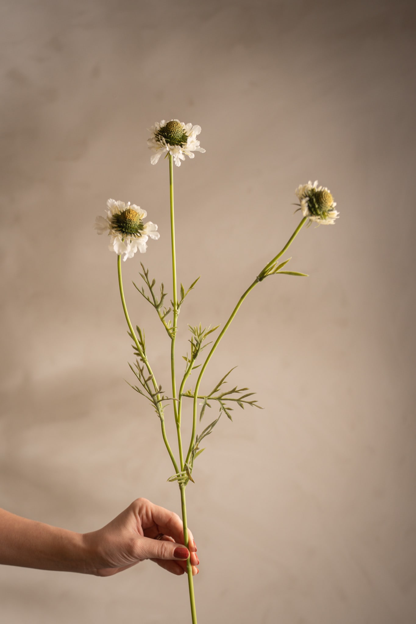 Scabiosa