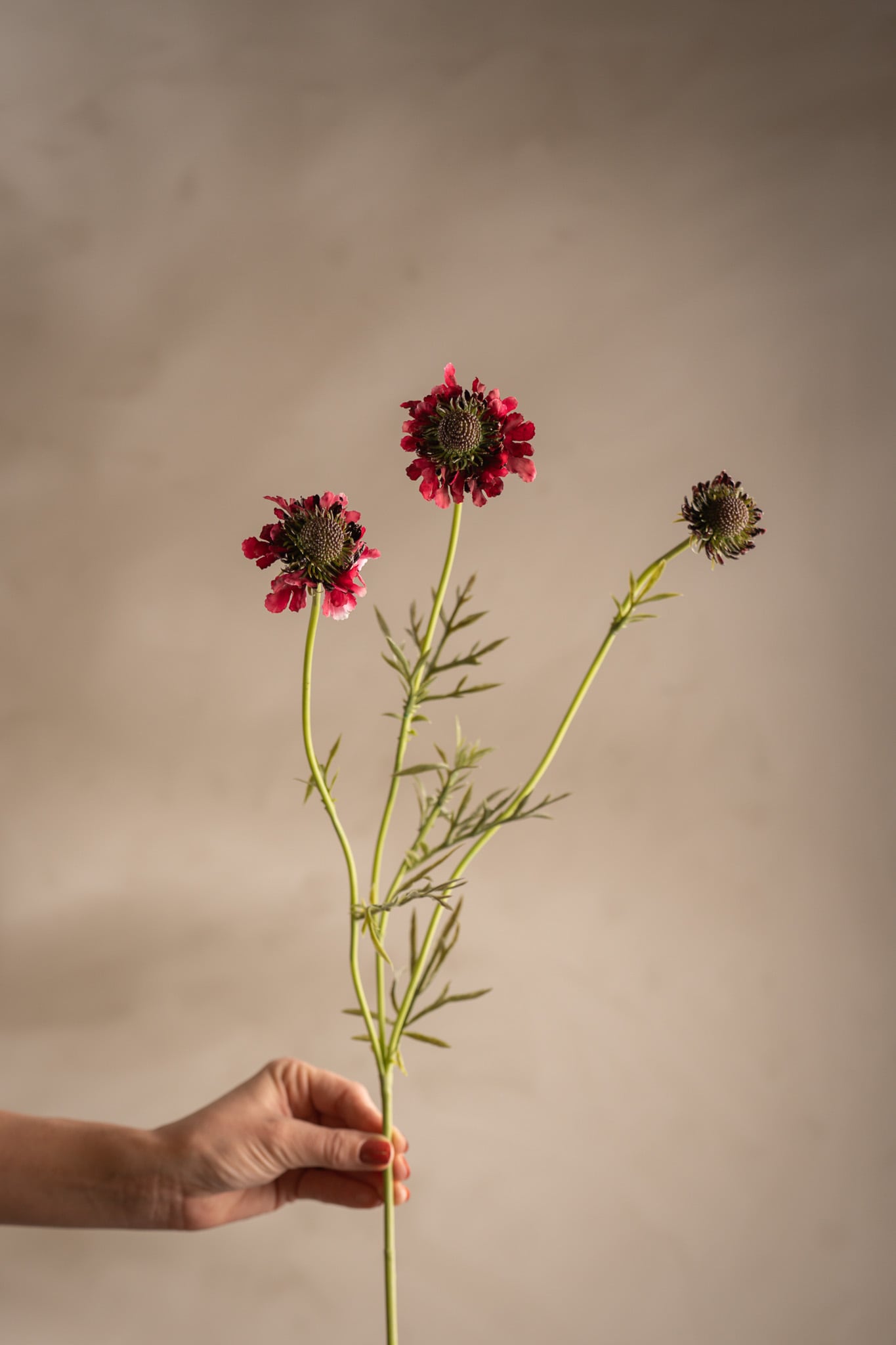 Scabiosa