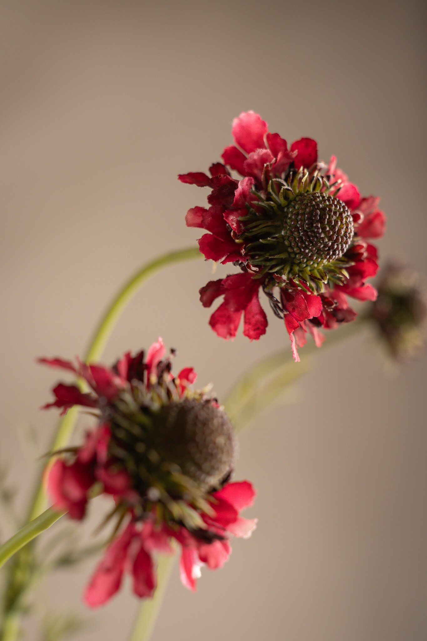 Scabiosa