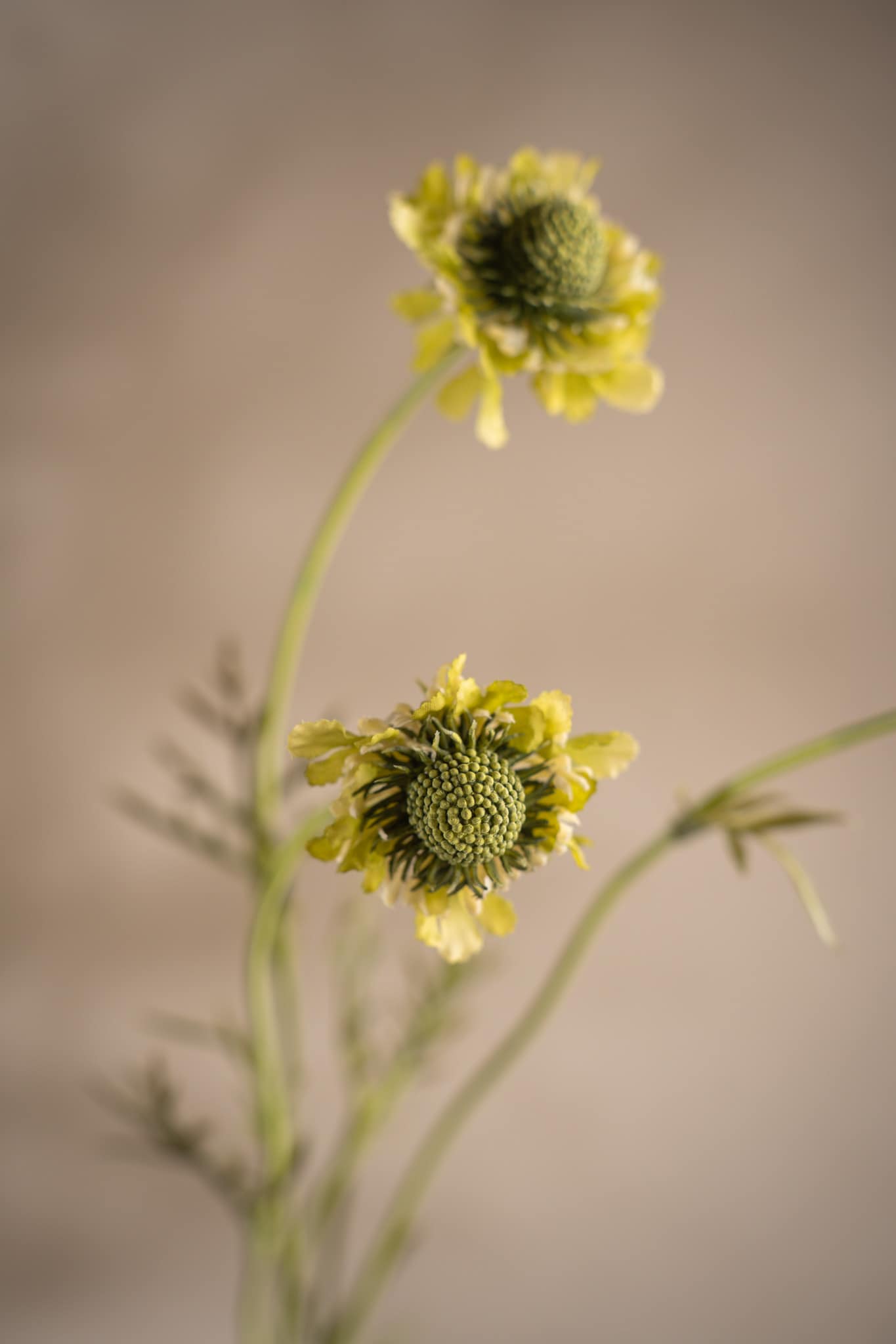 Scabiosa