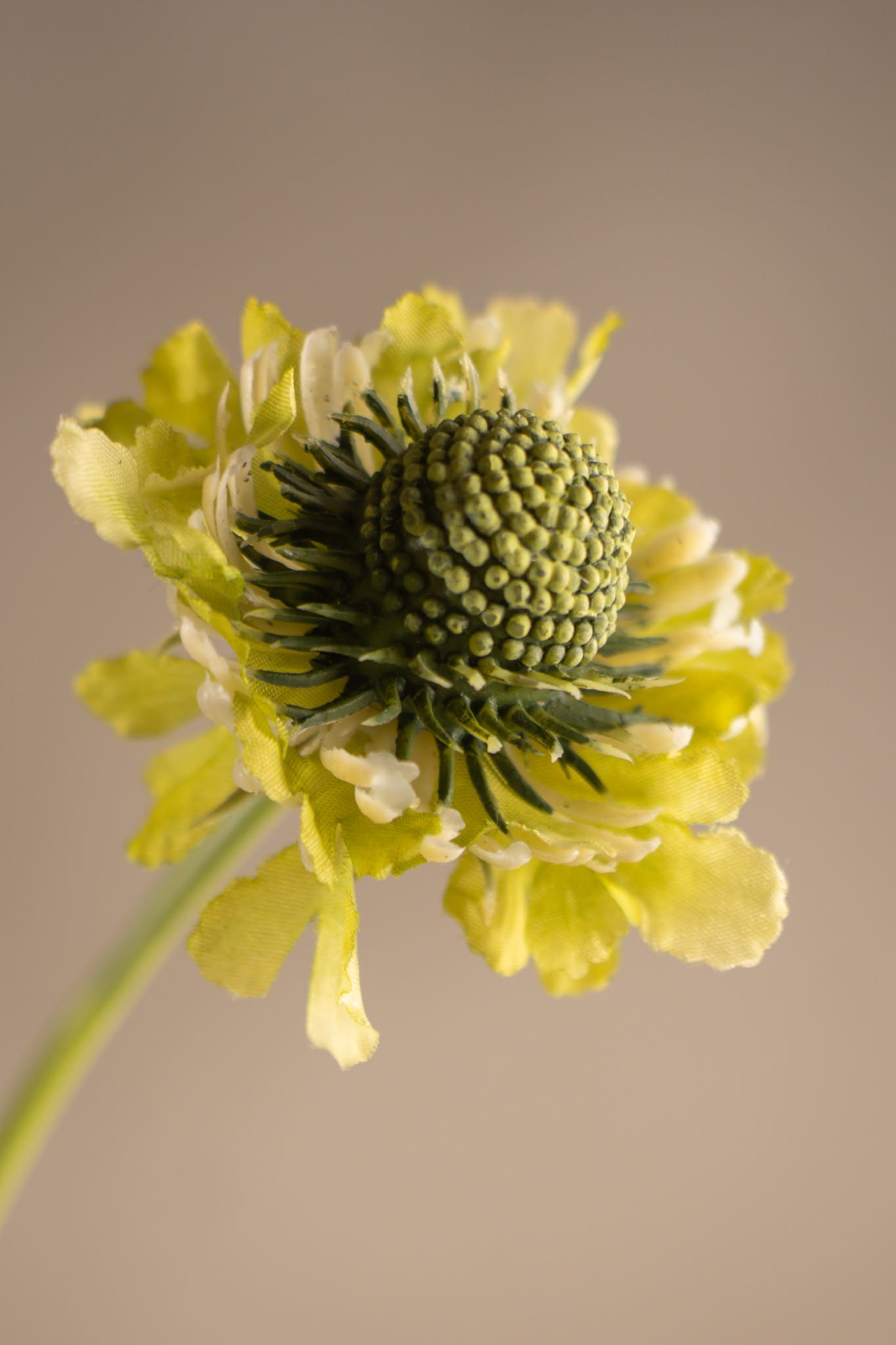 Scabiosa