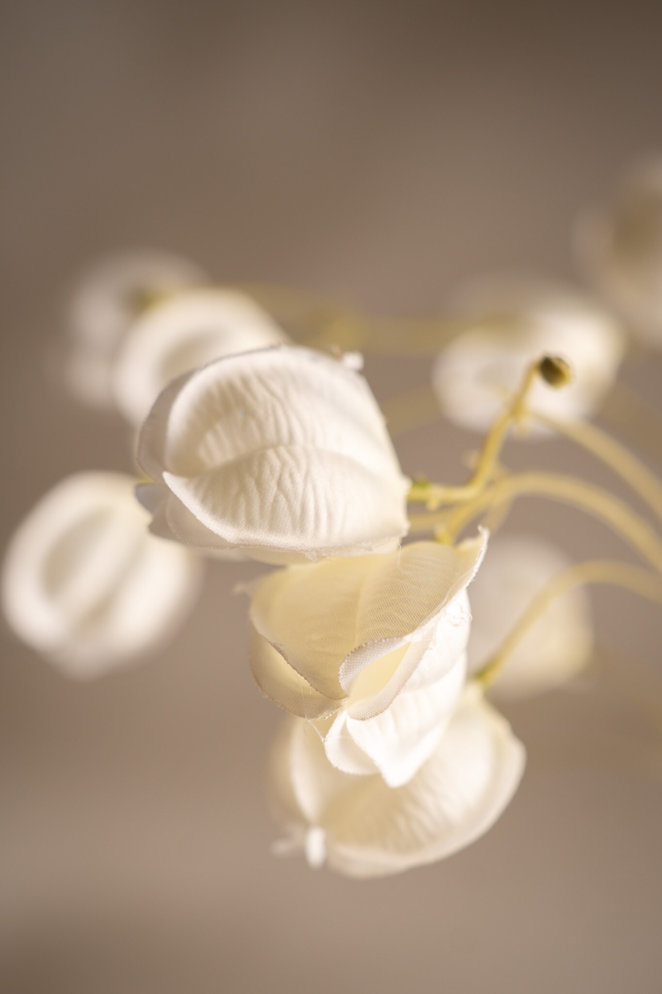 Physalis