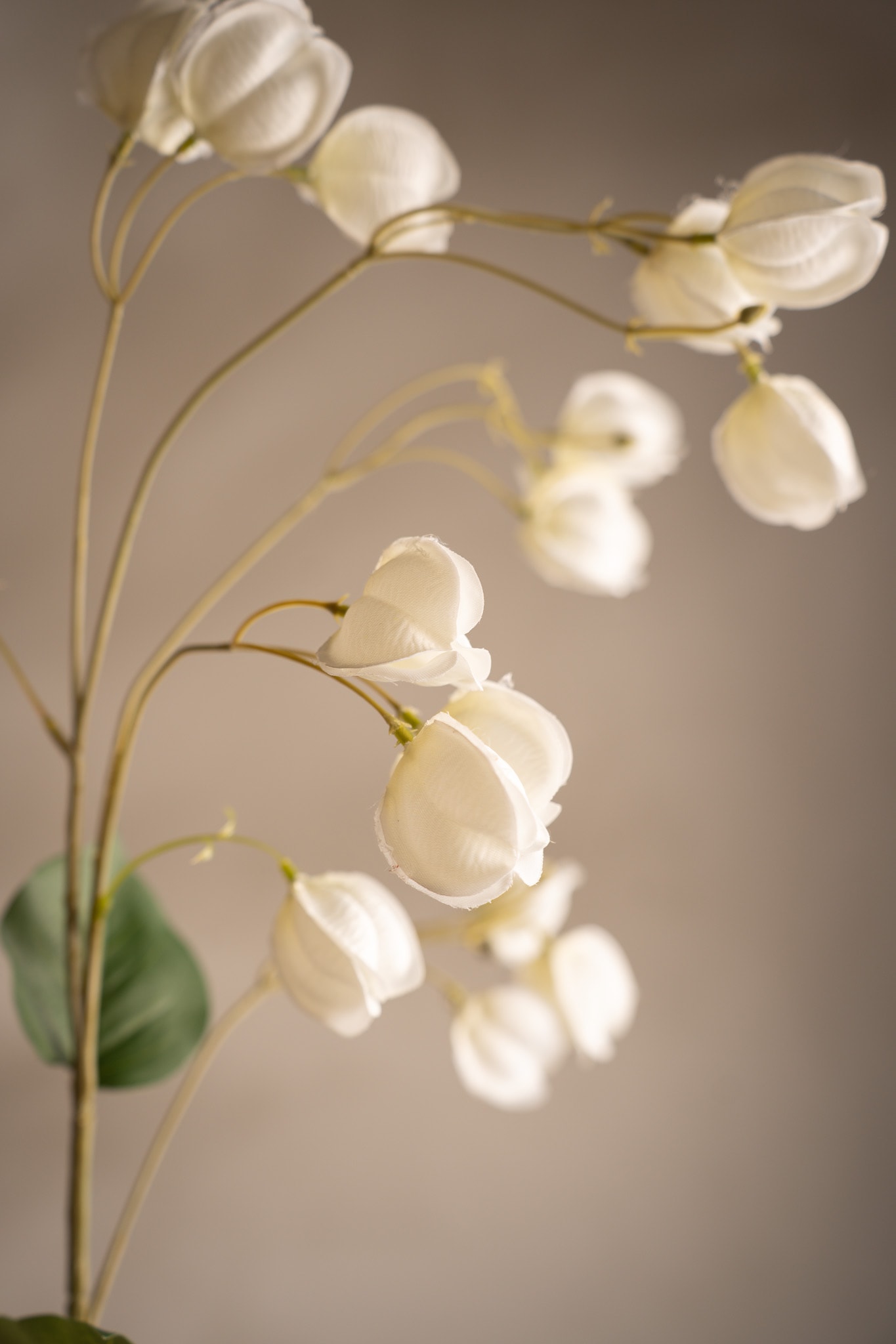 Physalis
