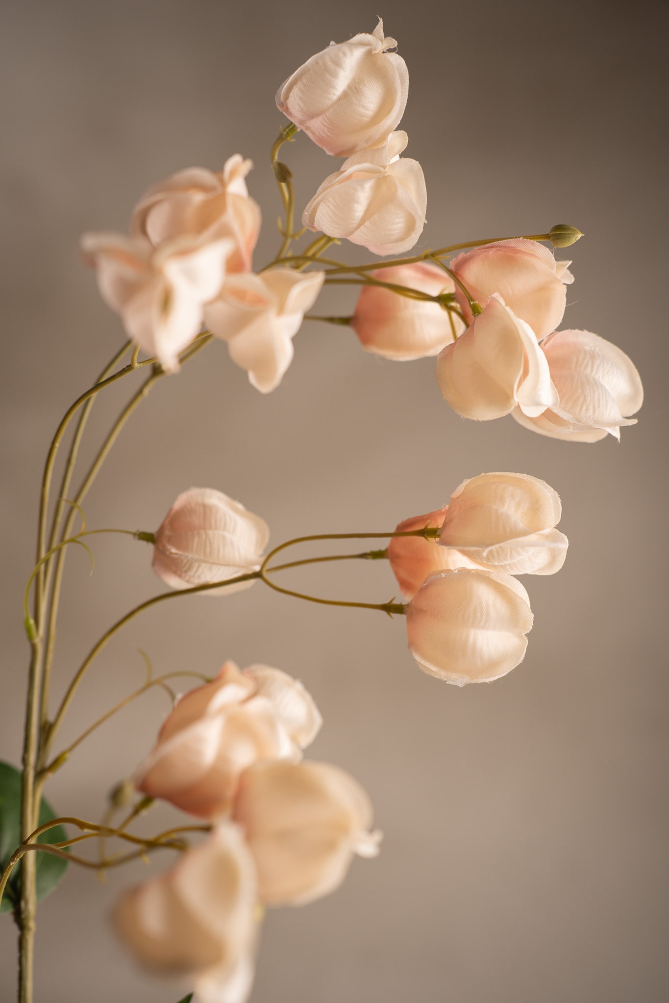 Physalis