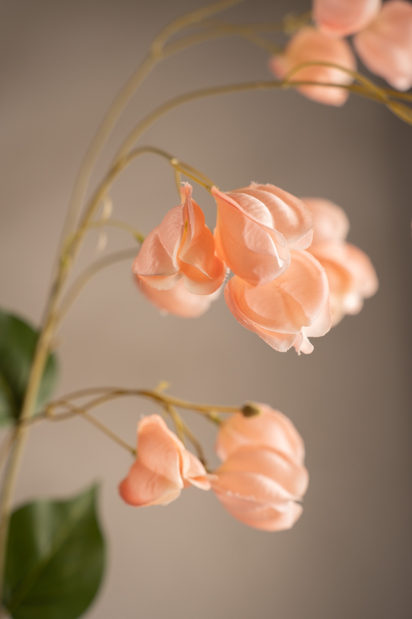Physalis