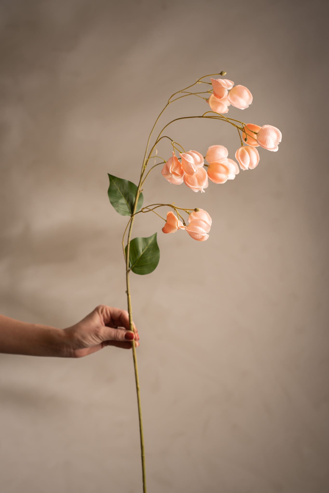 Physalis