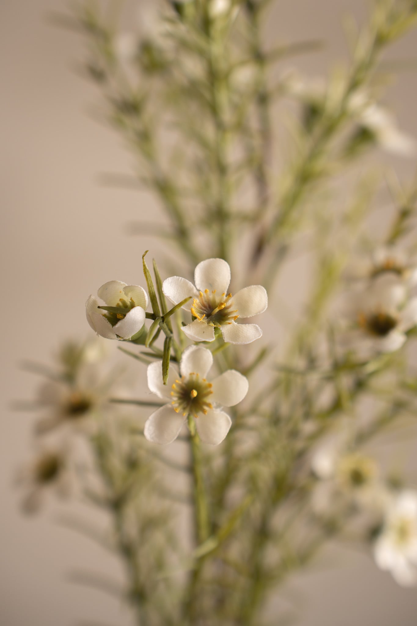 Vaxblomma
