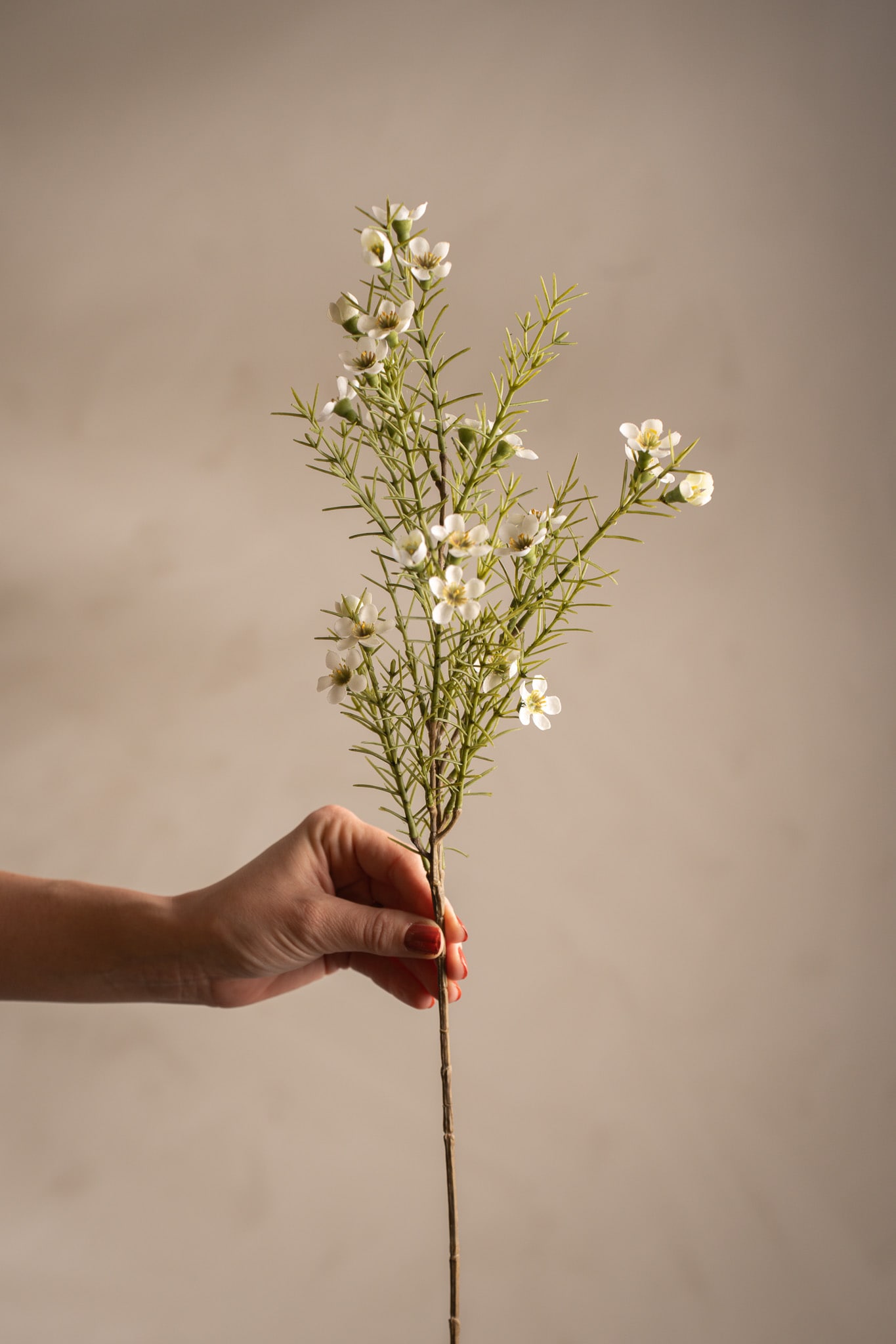 Vaxblomma