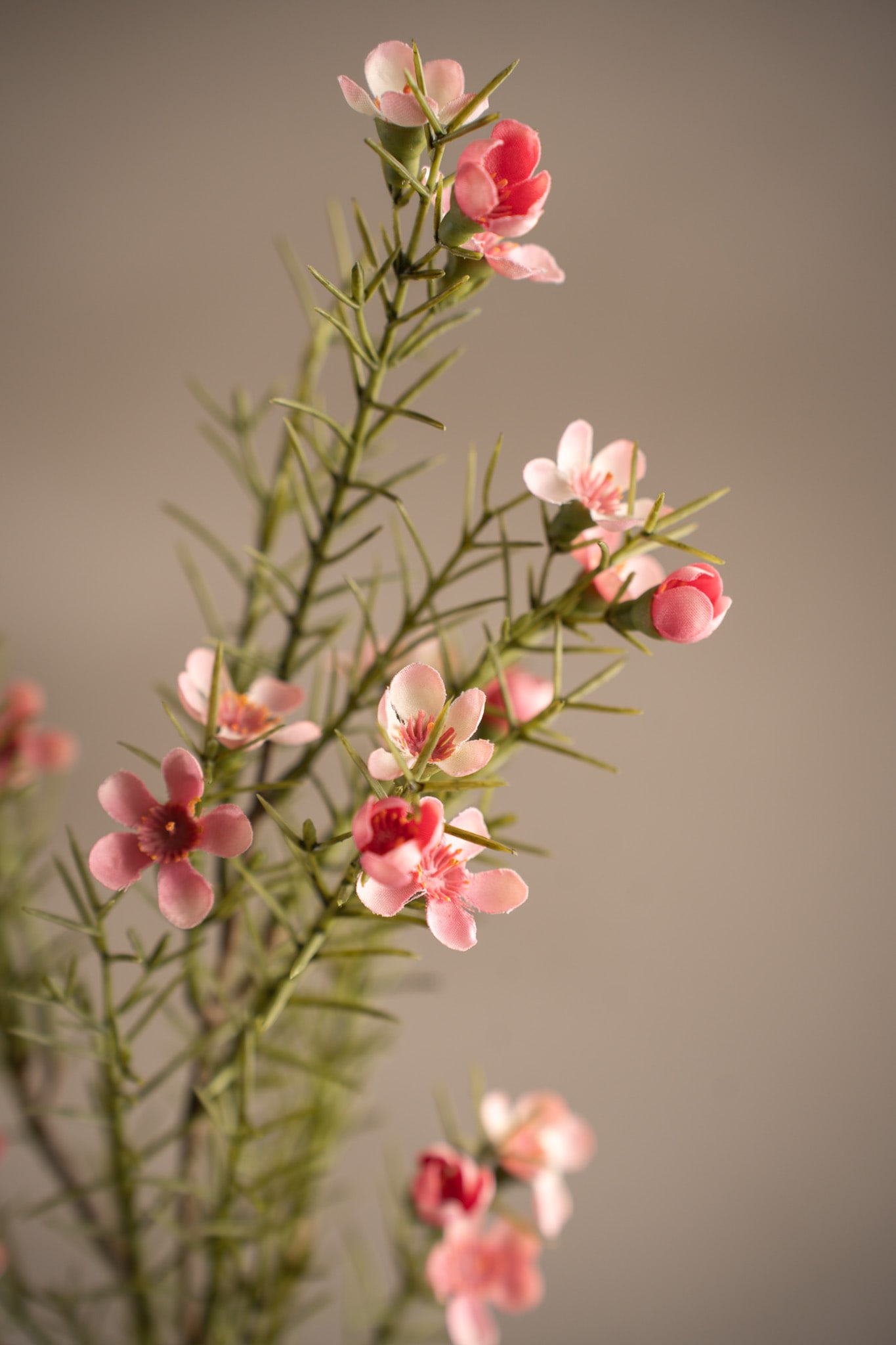 Vaxblomma