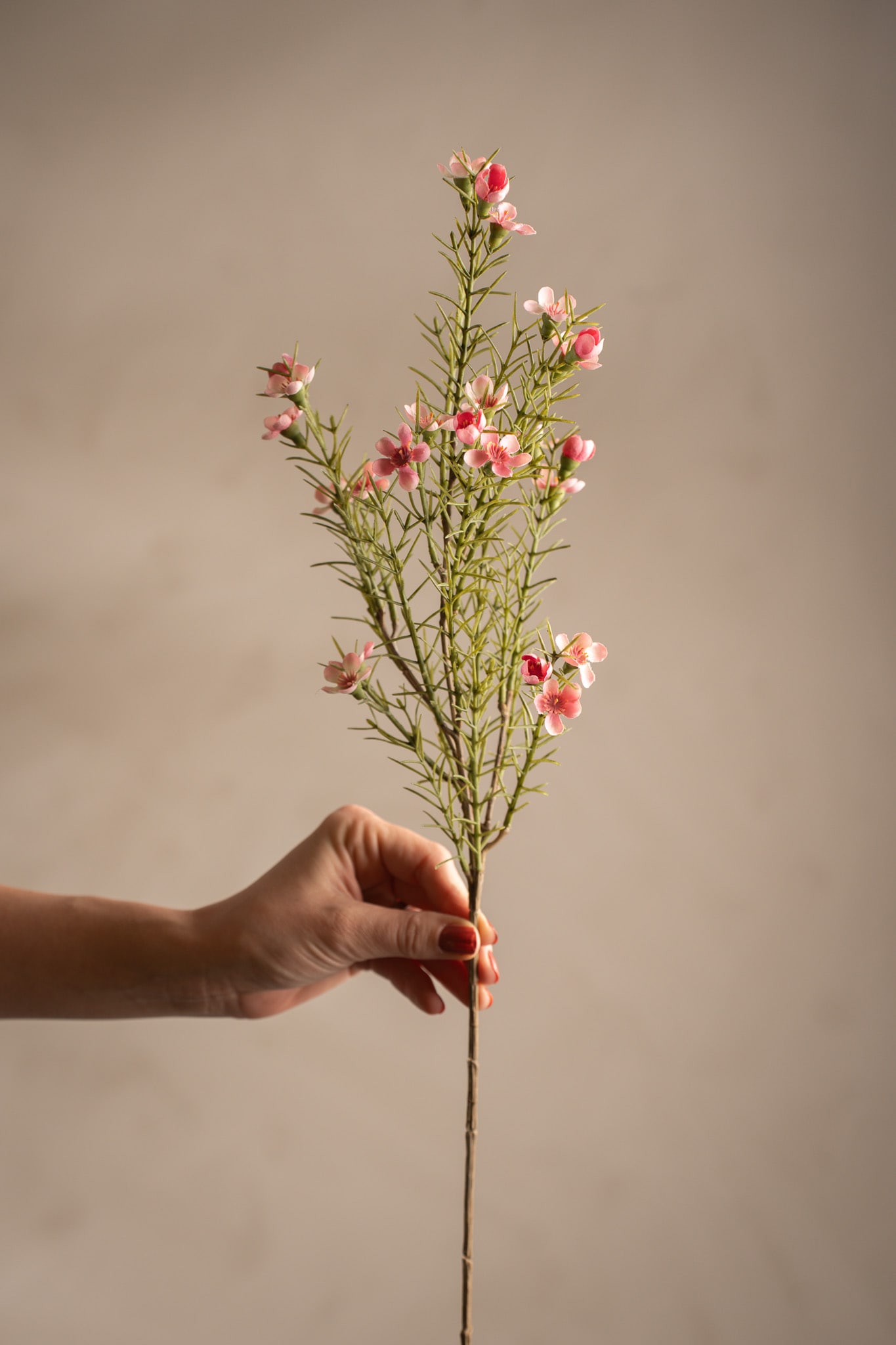 Vaxblomma