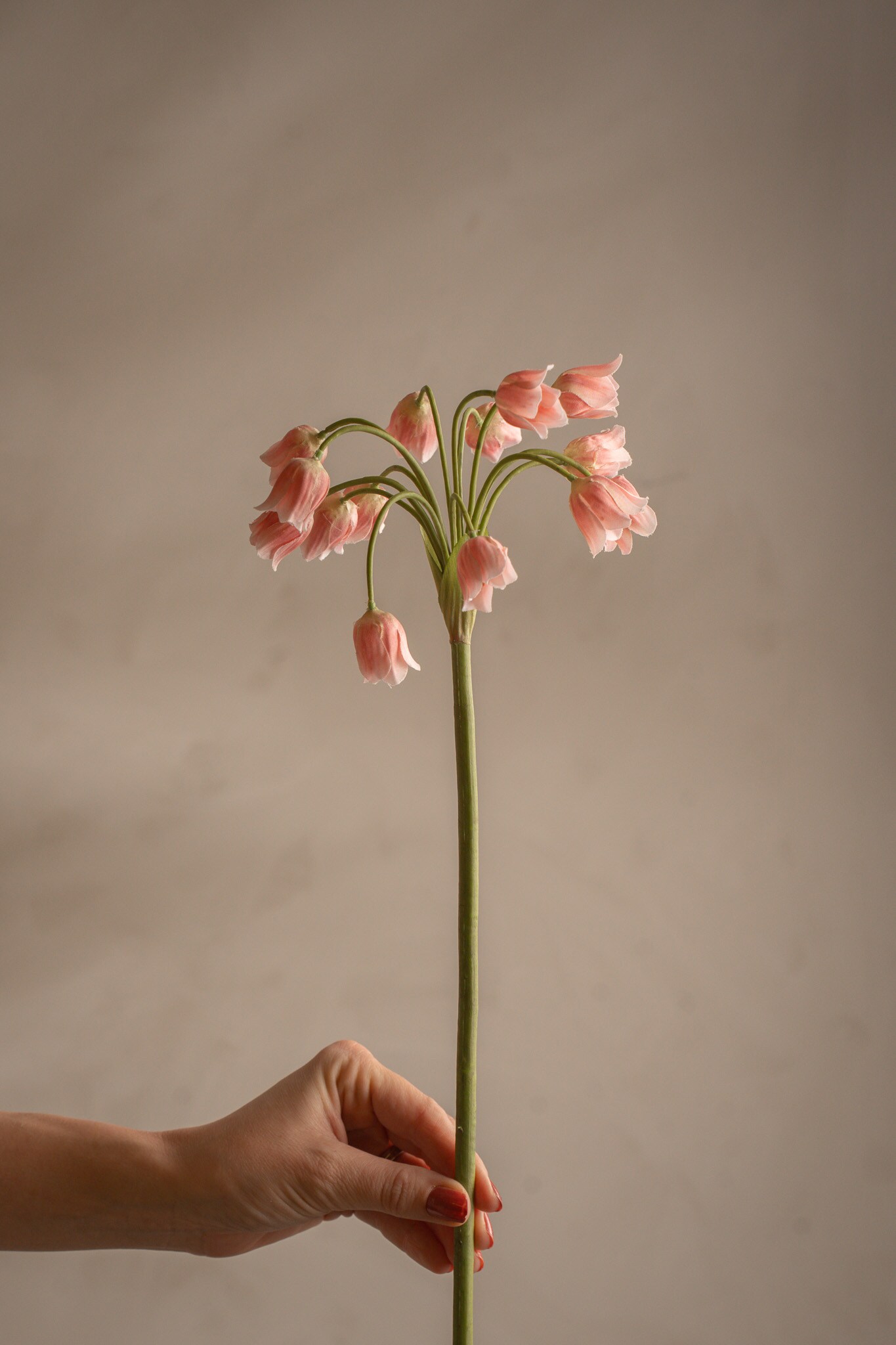 Allium