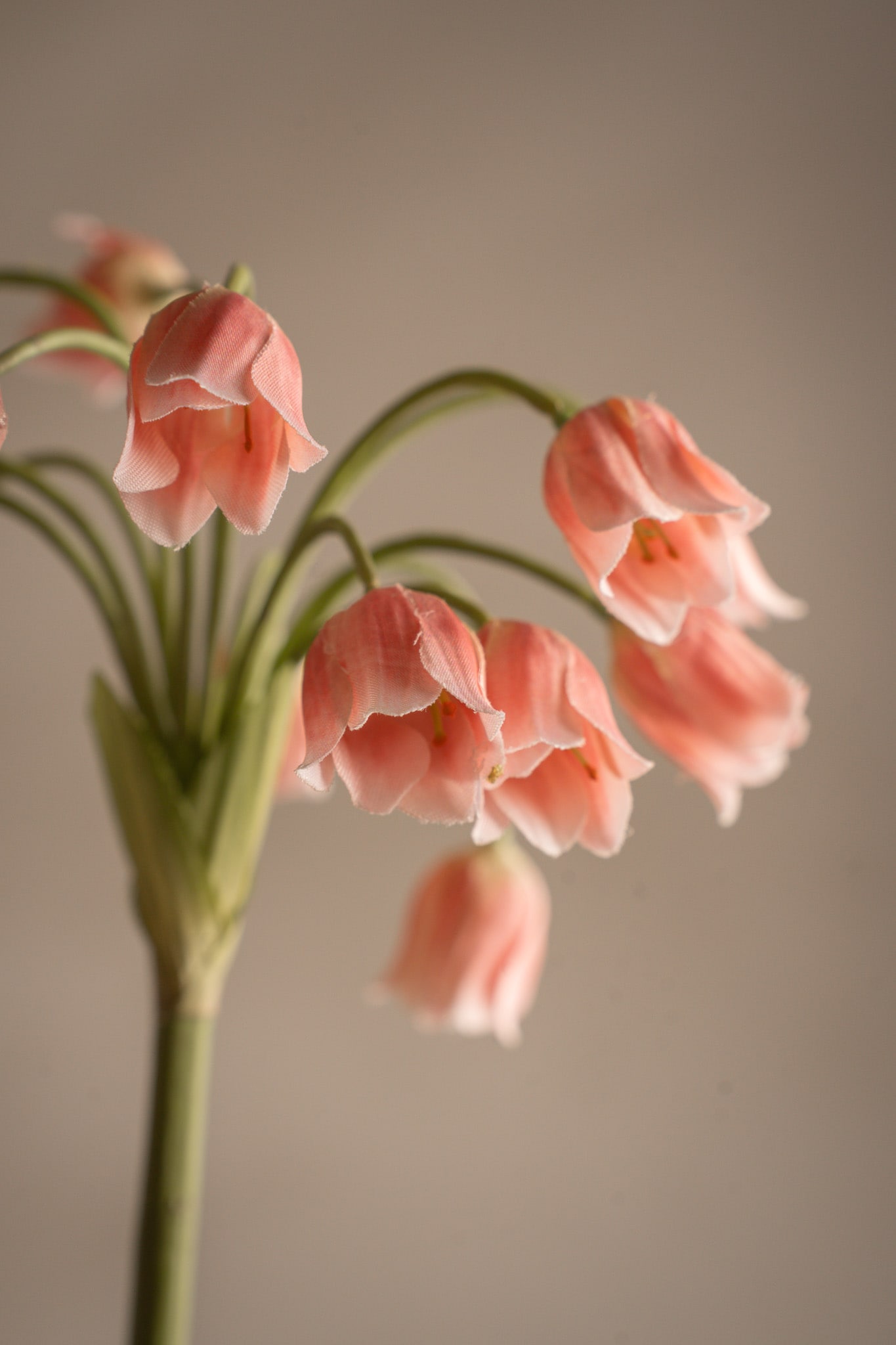 Allium