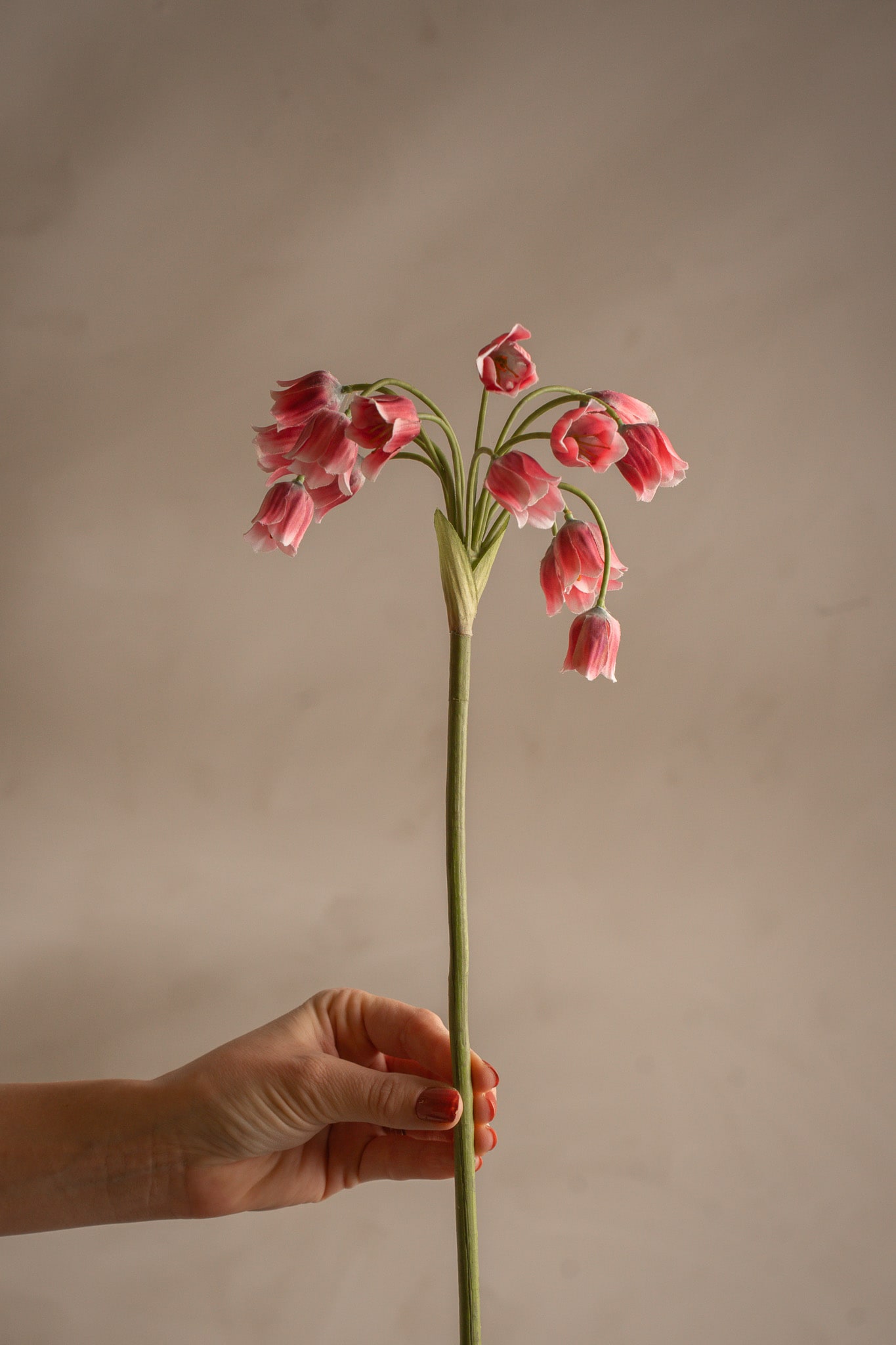 Allium