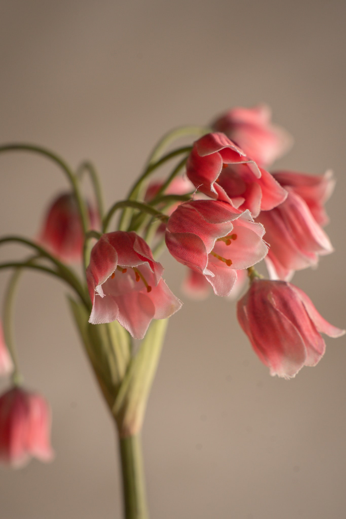 Allium