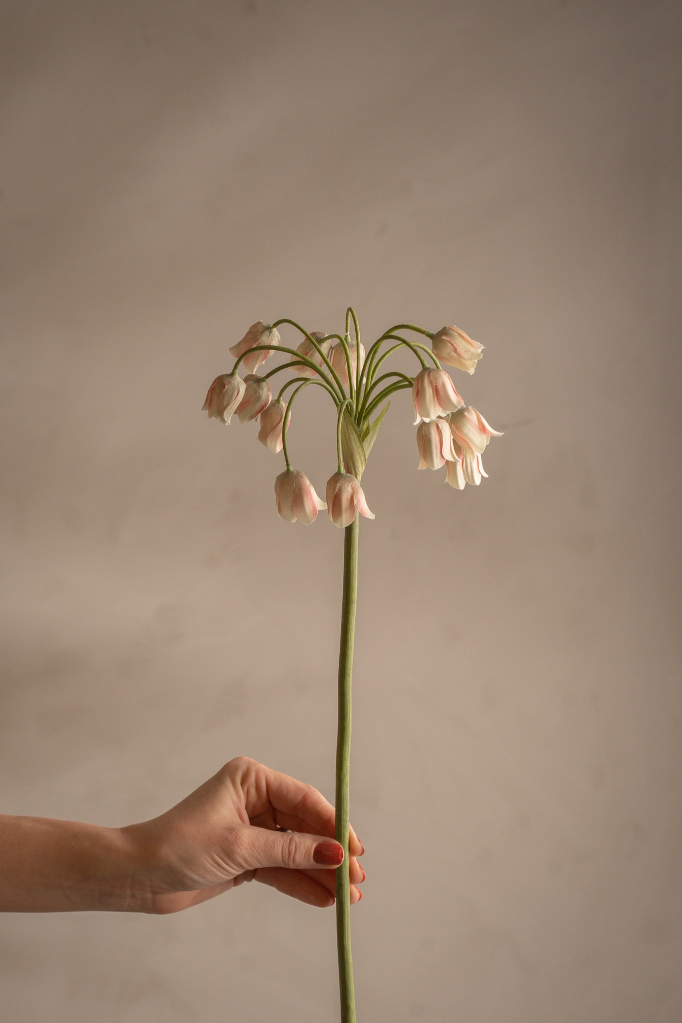 Allium