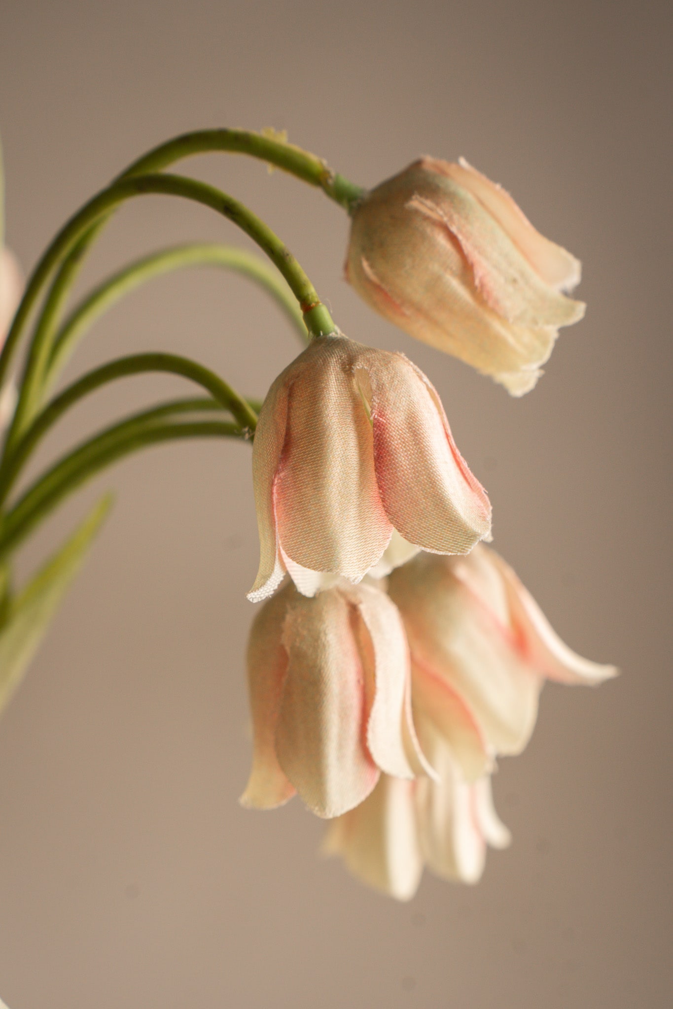 Allium