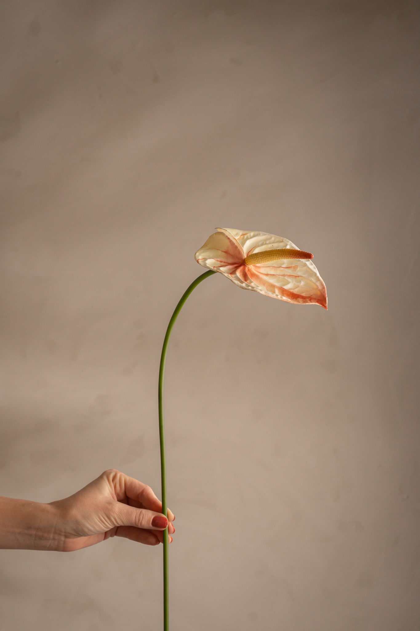 Anthurium
