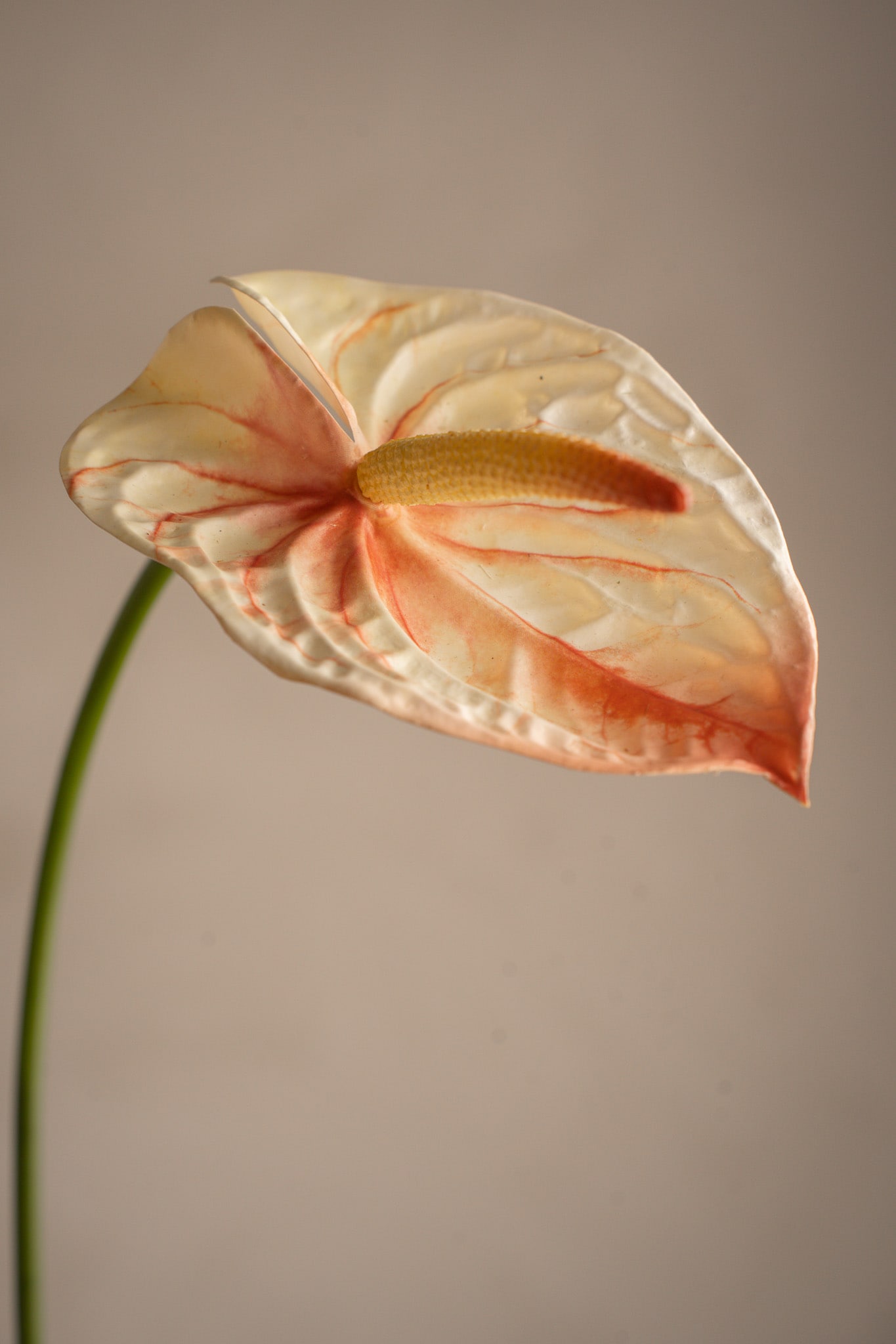 Anthurium
