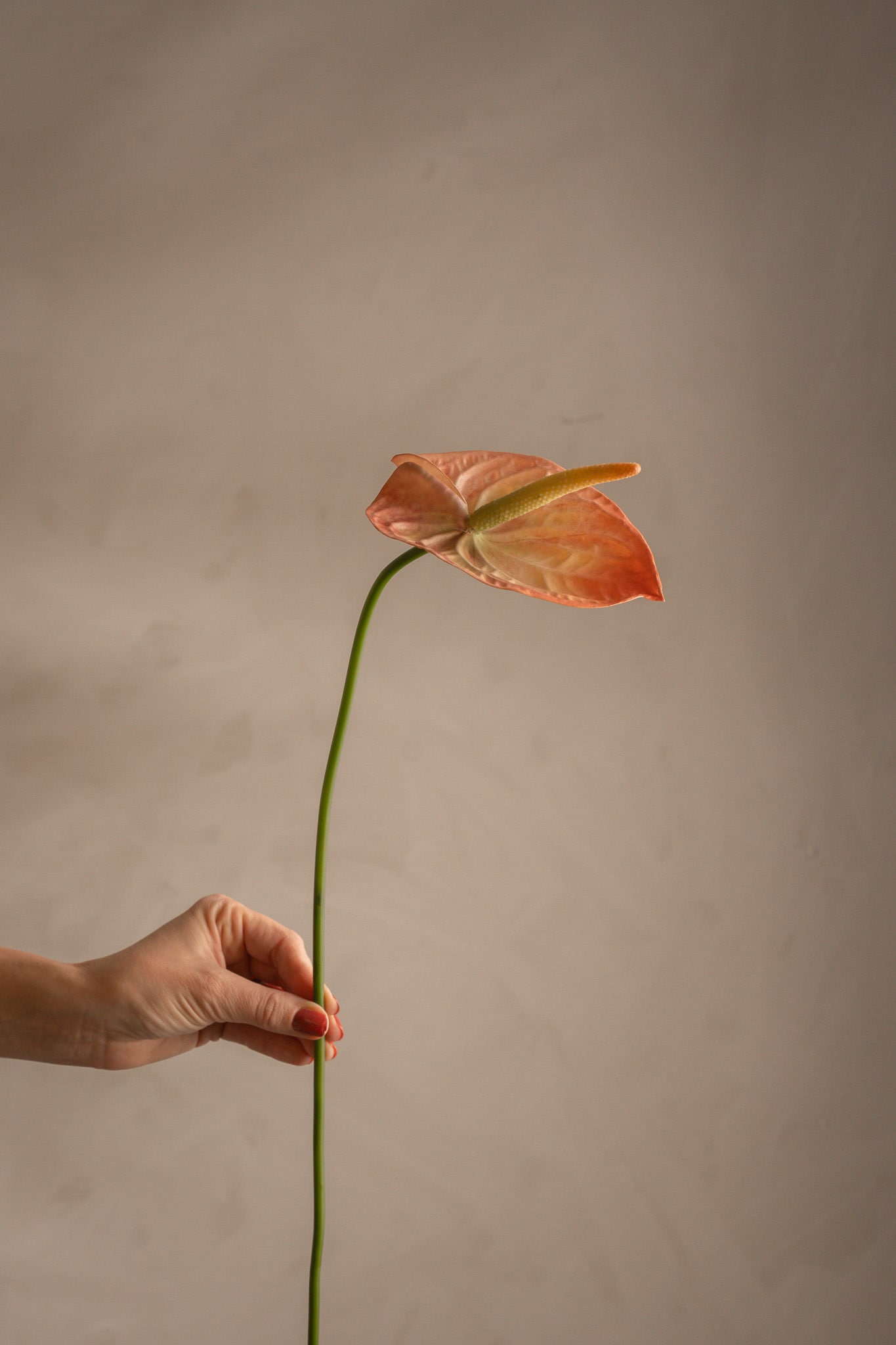 Anthurium