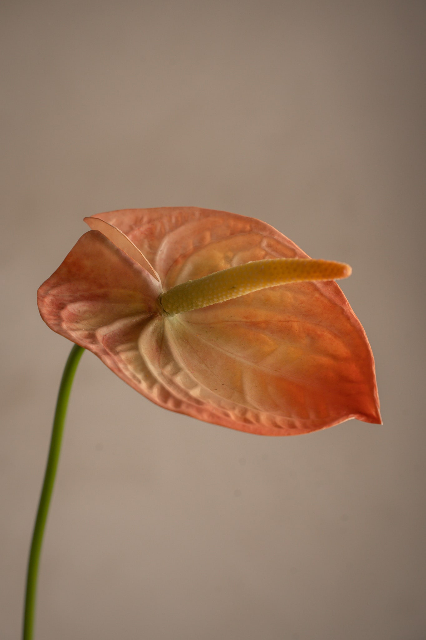 Anthurium