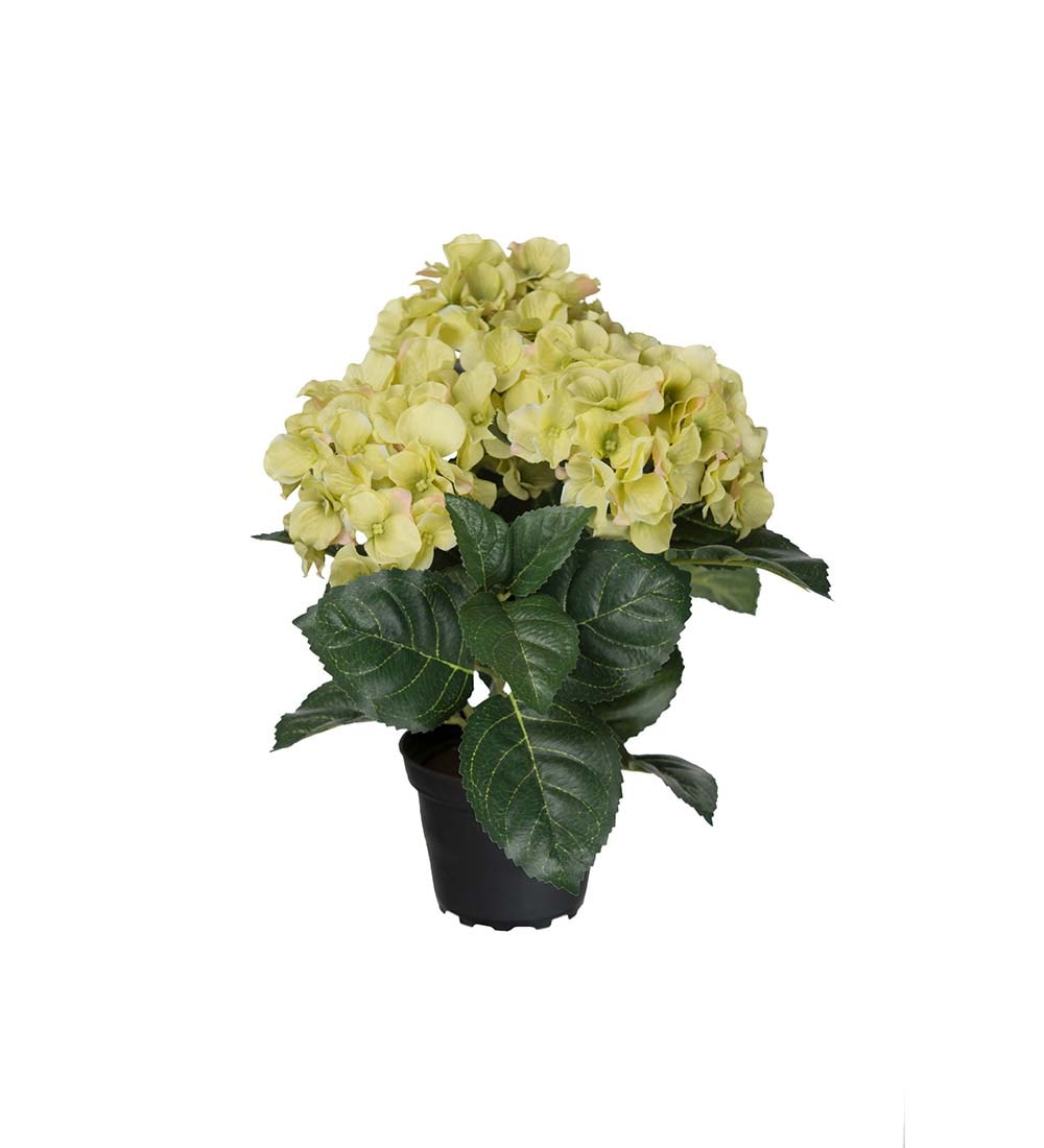 Hortensia