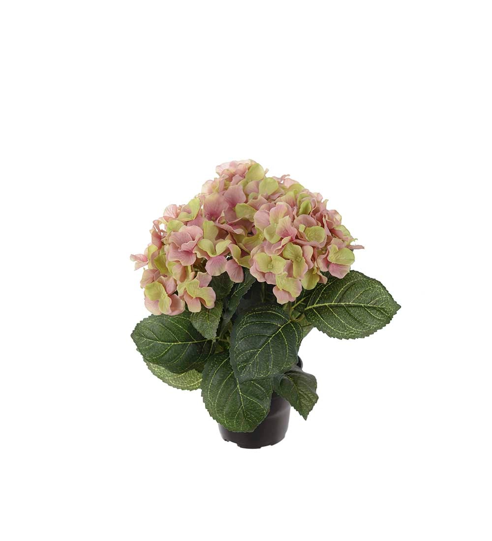 Hortensia