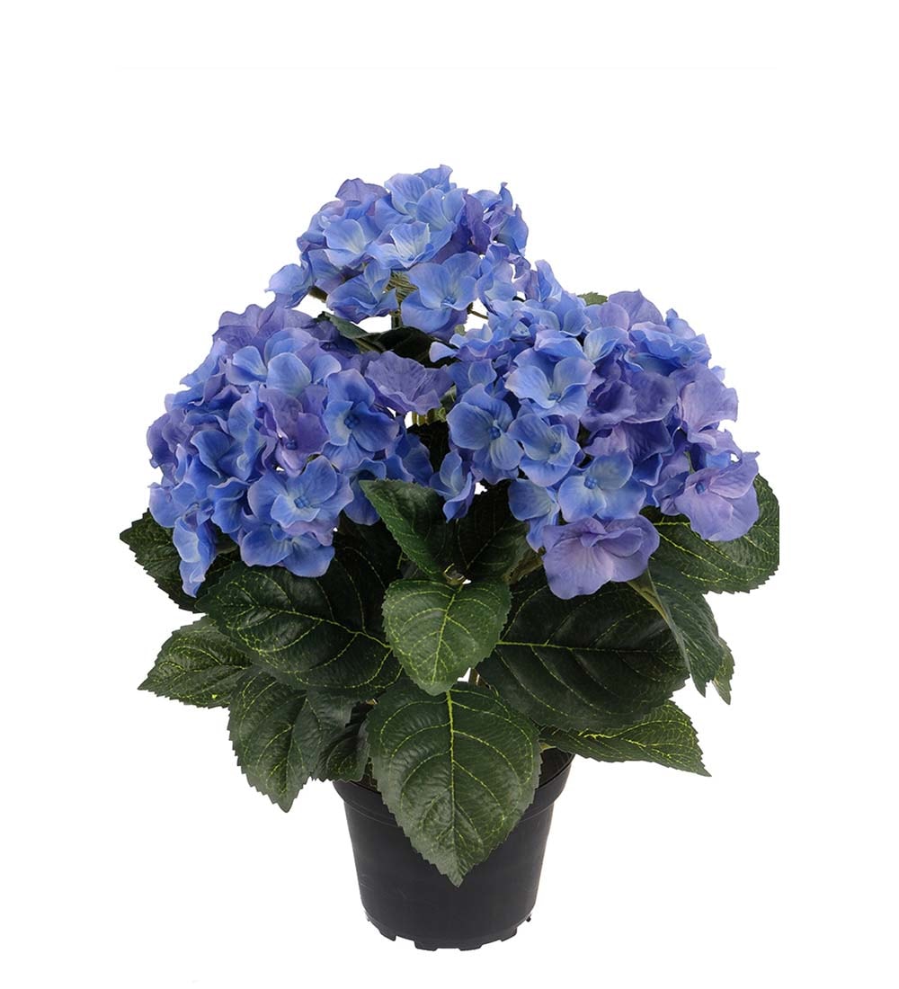 Hortensia