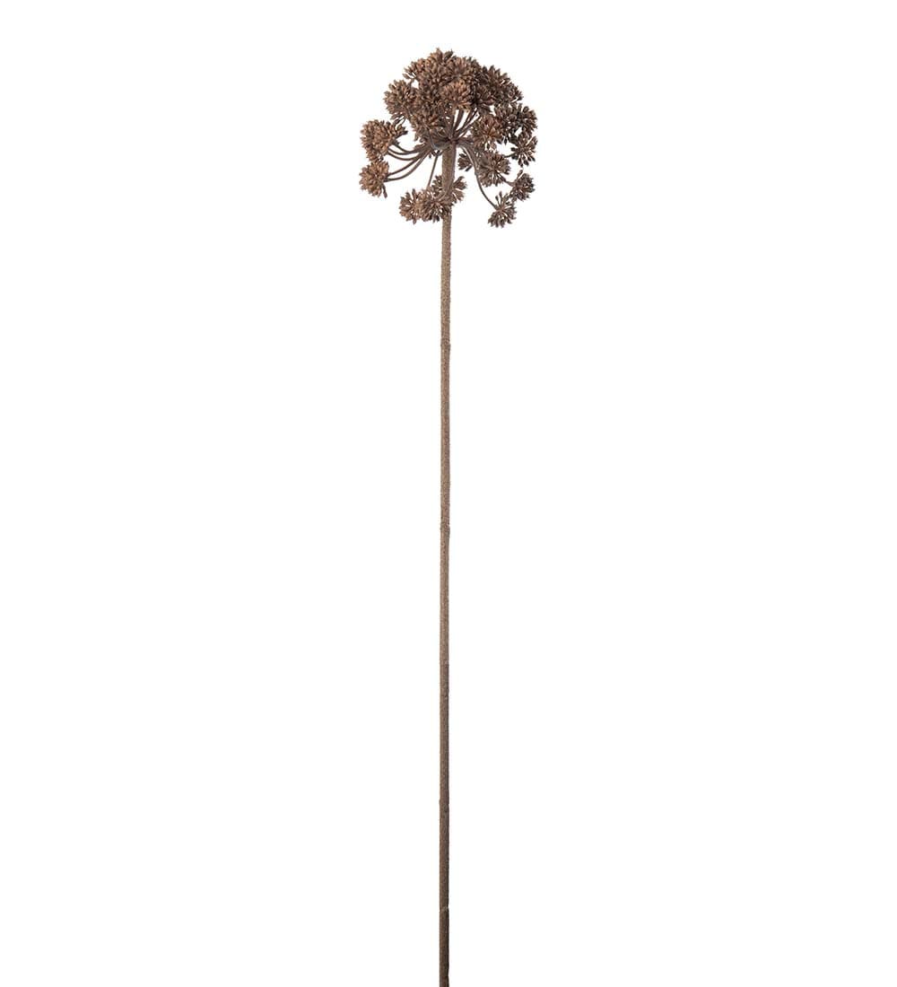 Angelica