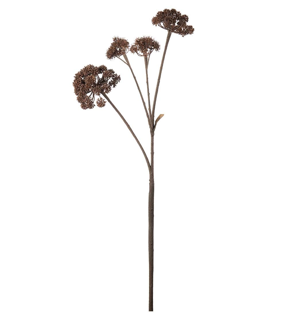 Angelica