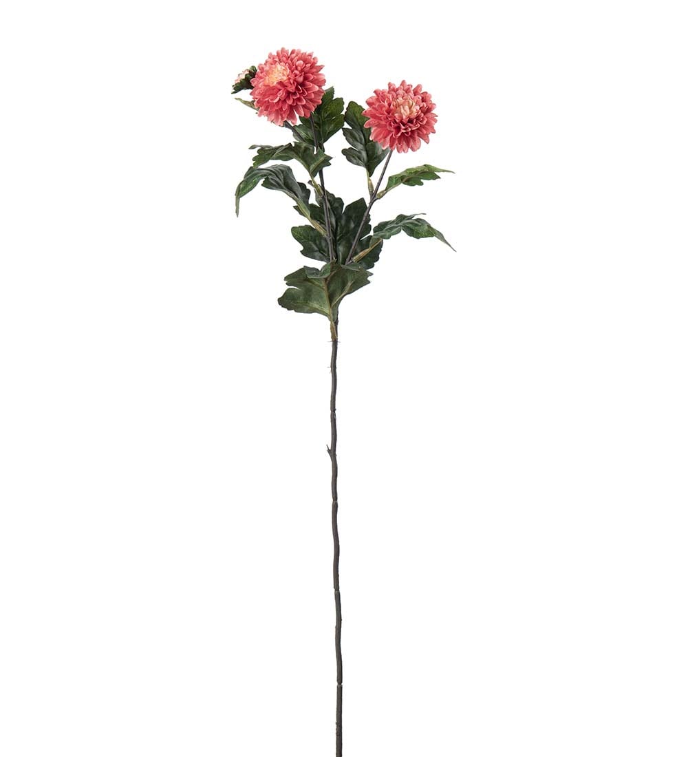 Chrysanthemum