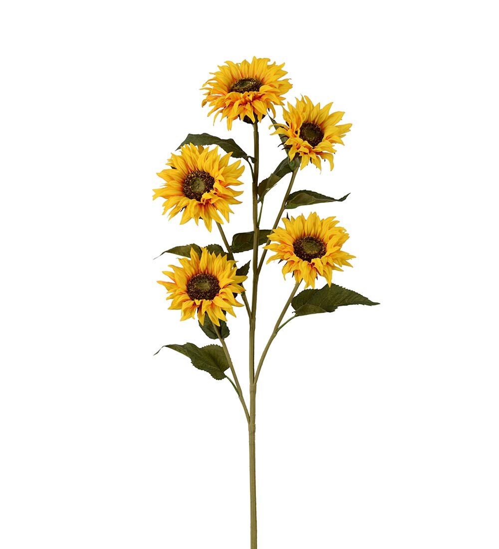 Solros