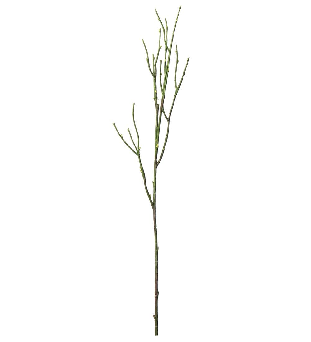 Blåbärskvist