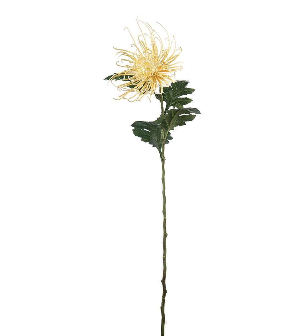 Spindelchrysanthemum