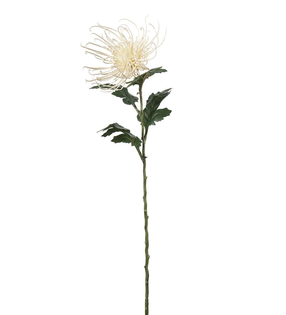 Spindelchrysanthemum
