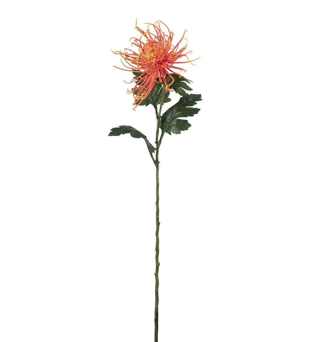Spindelchrysanthemum