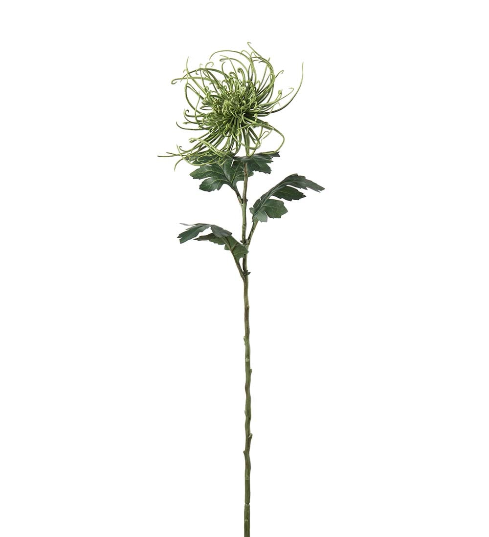 Spindelchrysanthemum