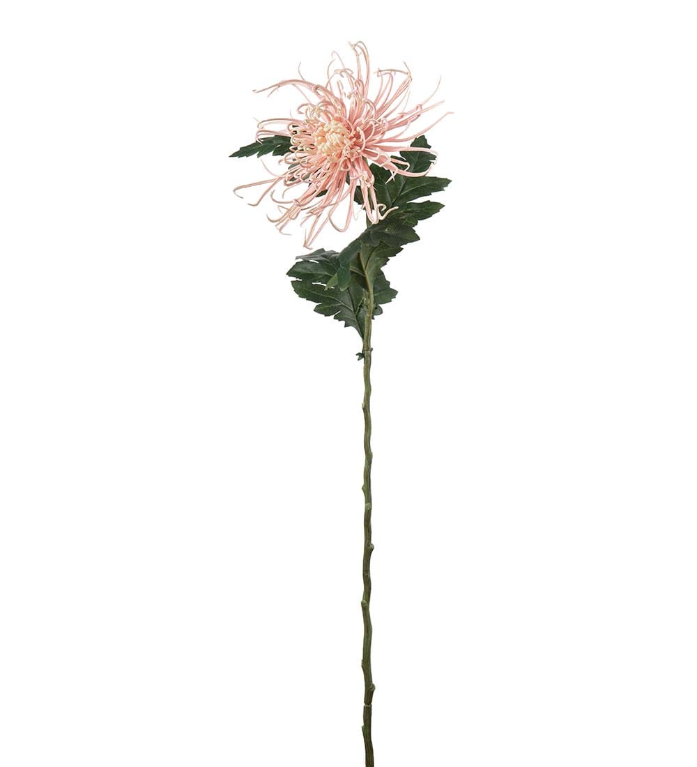 Spindelchrysanthemum