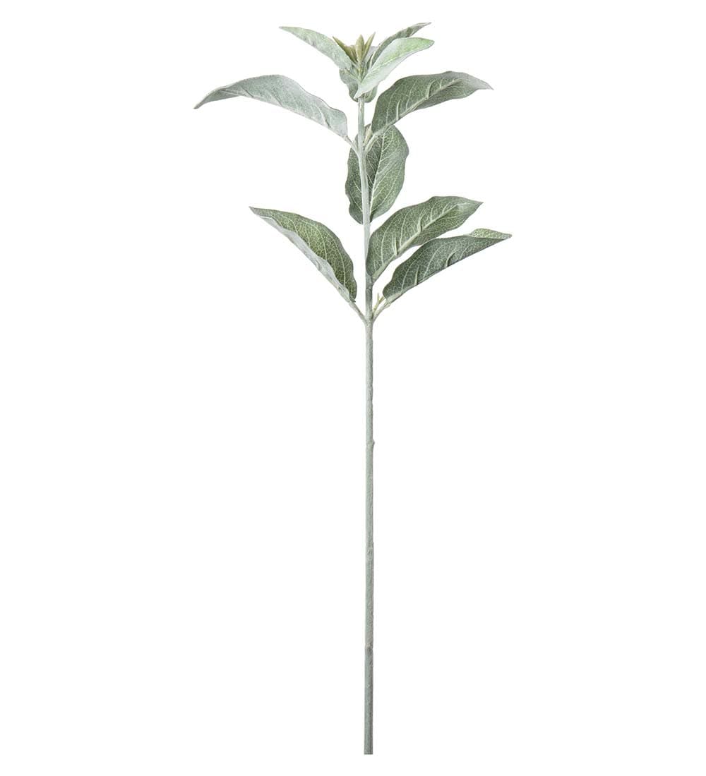Lammöra