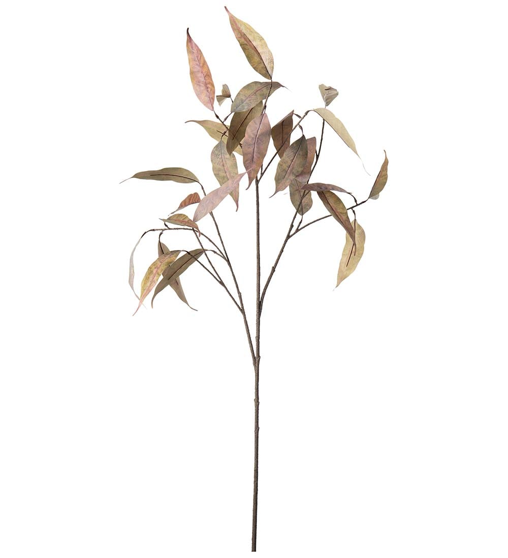 Eucalyptus