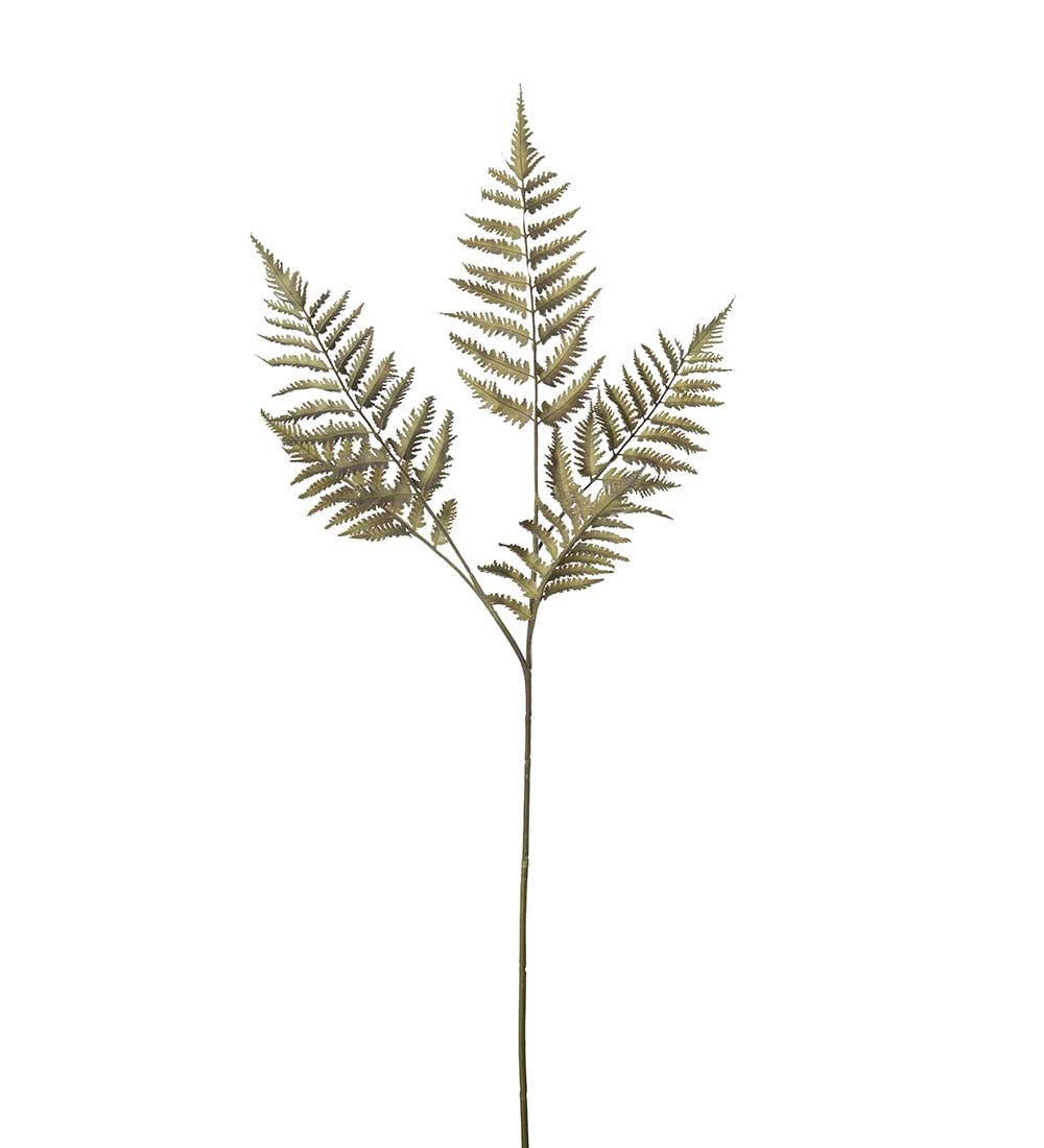 Ormbunksblad