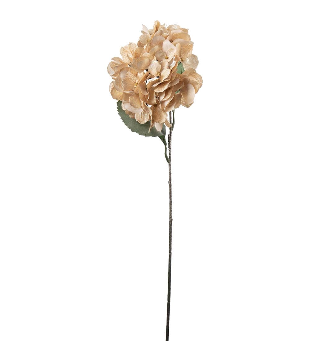Hortensia