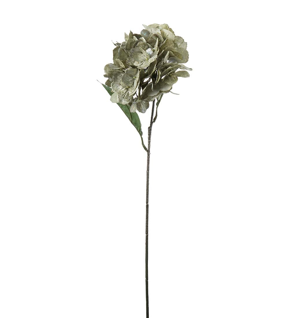Hortensia