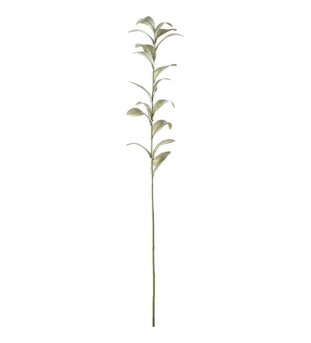 Ruscus