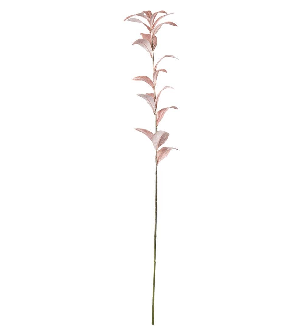 Ruscus