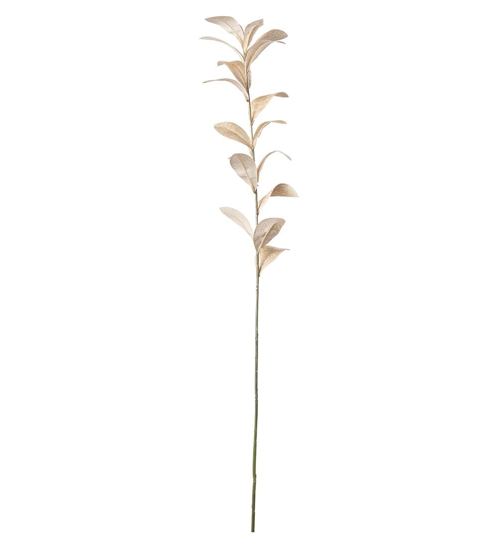 Ruscus
