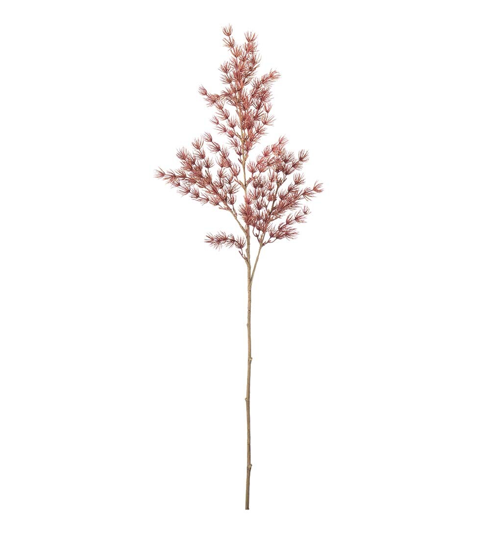 Asparagus