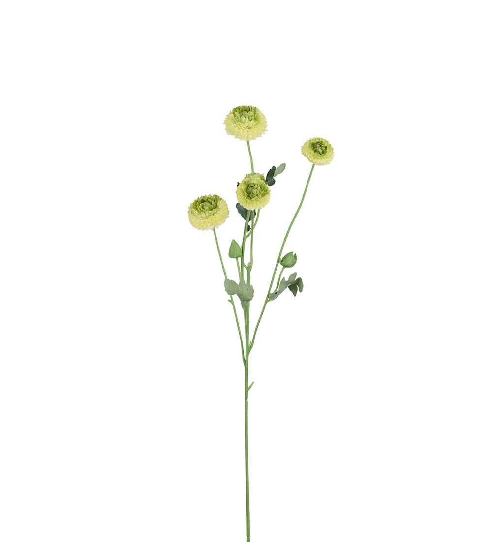 Chrysanthemum