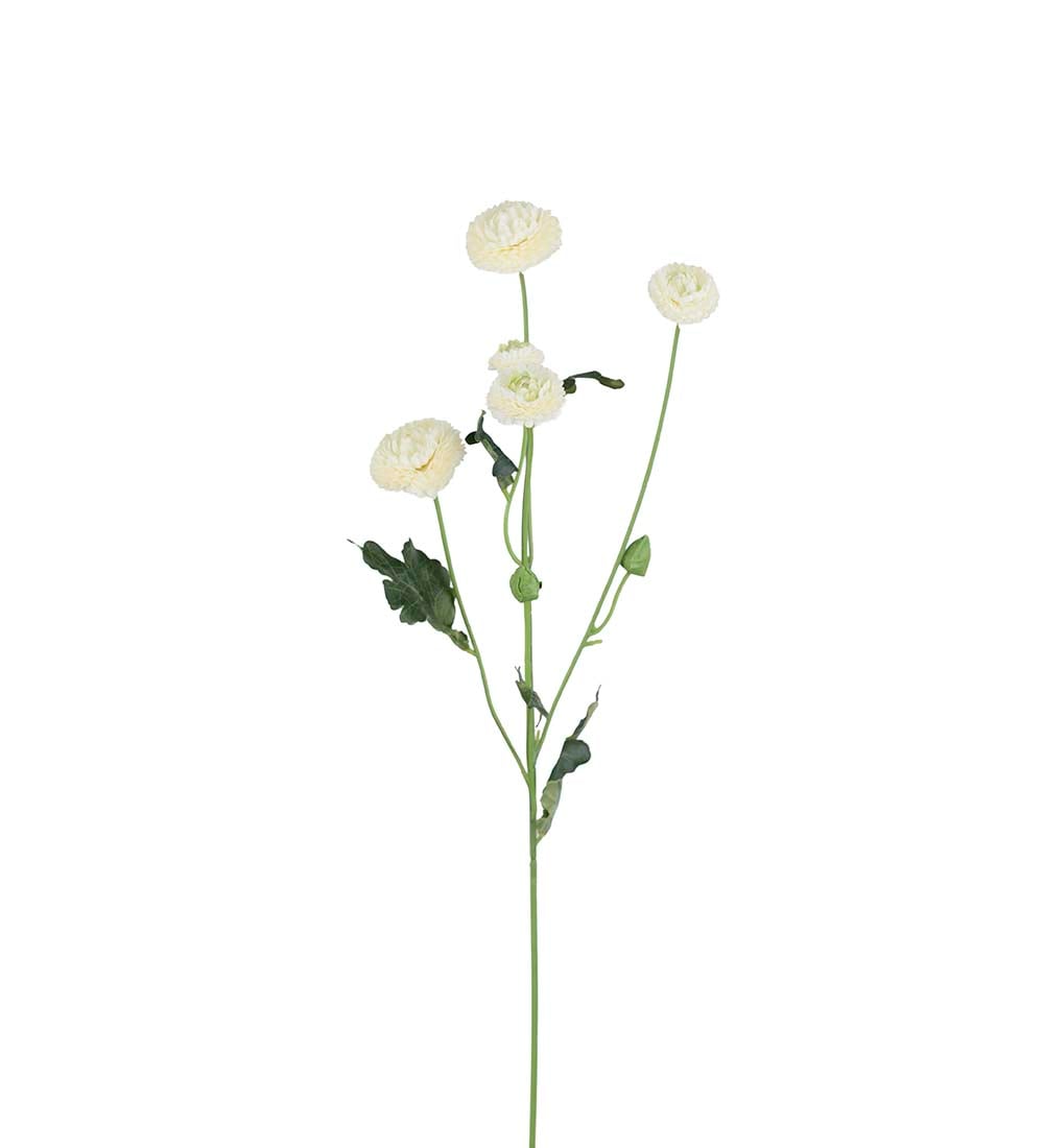 Chrysanthemum
