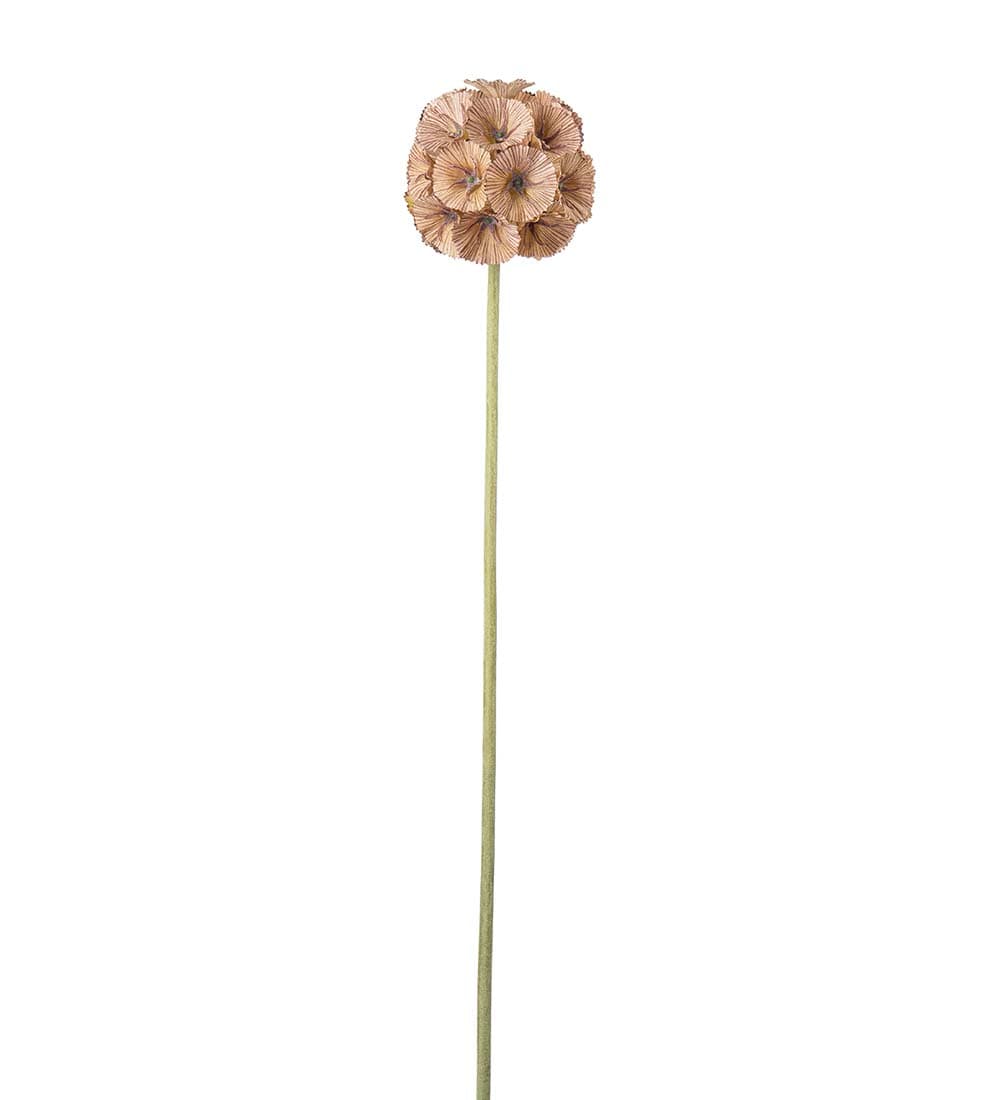 Scabiosa